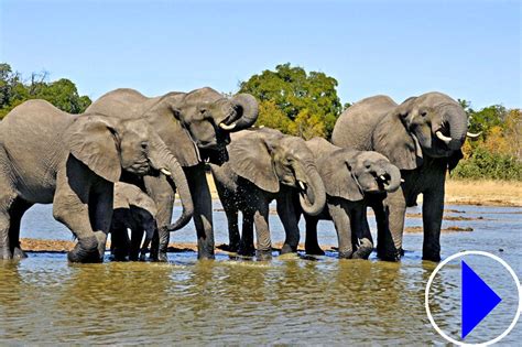 tembe elephant park webcam|Tembe Elephant Park Waterhole Live Webcam